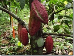 cacao-farm