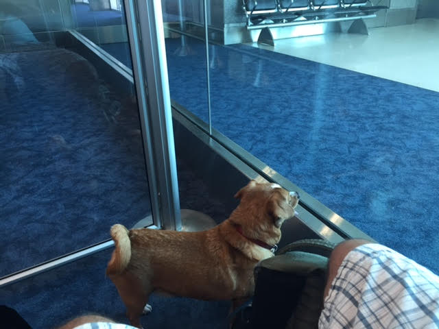 dog airport